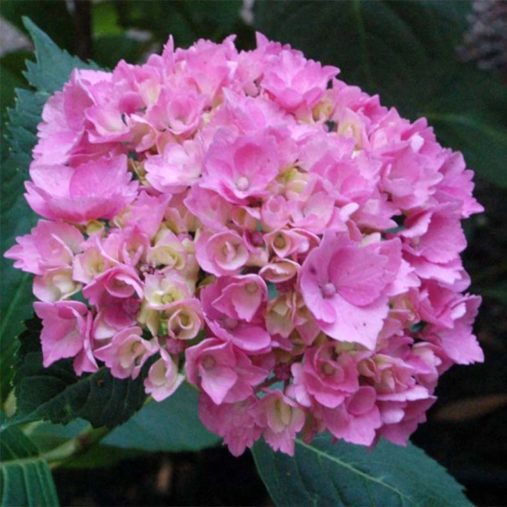 Hortensia - Hydrangea Macrophylla La Marne 3 Hortensia - Hydrangea Macrophylla La Marne