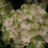 Hortensia - Hydrangea Macrophylla Magical Noblesse -Promesse de fleurs Magasin Hydrangea macrophylla Magical Noblesse 81585 1