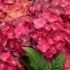 Hortensia - Hydrangea Macrophylla Magical Ruby Tuesday -Promesse de fleurs Magasin Hydrangea macrophylla Magical Ruby Tuesday 81577 1