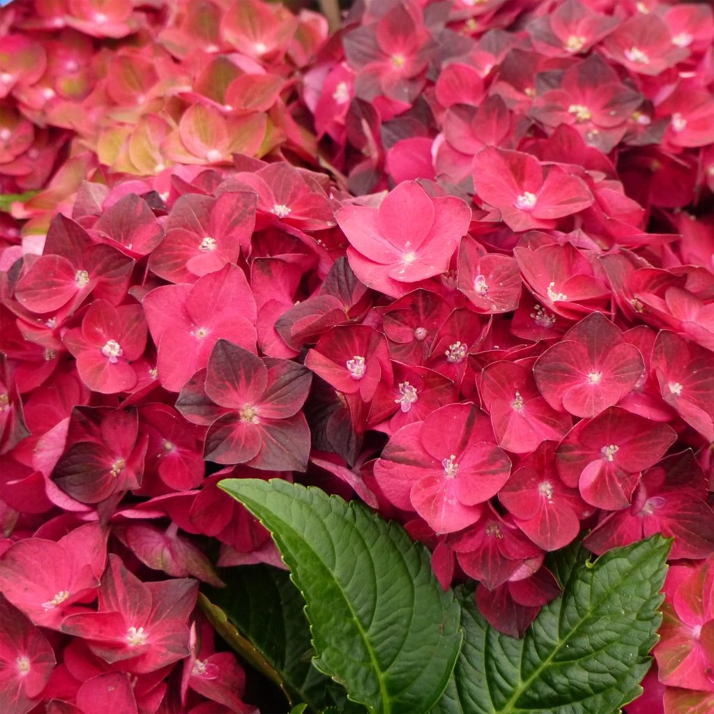 Hortensia - Hydrangea Macrophylla Magical Ruby Tuesday 3 Hortensia - Hydrangea Macrophylla Magical Ruby Tuesday