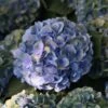 Hortensia Macrophylla Mathilde Gutges -Promesse de fleurs Magasin Hydrangea macrophylla Mathilde Gutges 85455 1 1