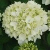 Hortensia - Hydrangea Macrophylla Sœur Thérèse 1 Hortensia - Hydrangea Macrophylla Sœur Thérèse -Promesse de fleurs Magasin Hydrangea macrophylla Soeur Therese 82569 1