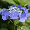 Hortensia Macrophylla Teller Blue -Promesse de fleurs Magasin Hydrangea macrophylla Teller Blue copyright 1000532 1