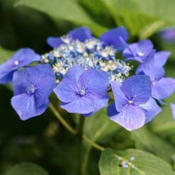Hortensia Macrophylla Teller Blue