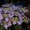 Hortensia - Hydrangea Macrophylla Tiffany -Promesse de fleurs Magasin Hydrangea macrophylla Tiffany 81593 1 1