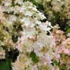 Hydrangea Paniculata Confetti - Hortensia Paniculé -Promesse de fleurs Magasin Hydrangea paniculata Confetti copyright 17707 1