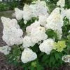 Hydrangea Paniculata Diamantino - Hortensia Paniculé -Promesse de fleurs Magasin Hydrangea paniculata Diamantino 85619 1
