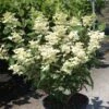 Hydrangea Paniculata Early Sensation - Hortensia Paniculé 1 Hydrangea Paniculata Early Sensation - Hortensia Paniculé -Promesse de fleurs Magasin Hydrangea paniculata Early Sensation 7424 2