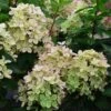 Hydrangea Paniculata Pastelgreen - Hortensia Paniculé -Promesse de fleurs Magasin Hydrangea paniculata Pastelgreen 82575 1