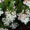 Hydrangea Paniculata White Diamond - Hortensia Paniculé 2 Hydrangea Paniculata White Diamond - Hortensia Paniculé -Promesse de fleurs Magasin Hydrangea paniculata White Diamond 7487 1