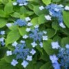 Hortensia Serrata Annie's Blue -Promesse de fleurs Magasin Hydrangea serrata Annie s Blue copyright 87391 1