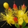 Hypericum Inodorum Magical Red Flame - Millepertuis -Promesse de fleurs Magasin Hypericum x inodorum Magical Red 84102 1