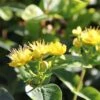 Hypericum Inodorum Magical Sunshine - Millepertuis 2 Hypericum Inodorum Magical Sunshine - Millepertuis -Promesse de fleurs Magasin Hypericum x inodorum Magical Sunshine 84103 1