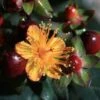 Hypericum Inodorum Magical Universe - Millepertuis 2 Hypericum Inodorum Magical Universe - Millepertuis -Promesse de fleurs Magasin Hypericum x inodorum Magical Universe 84104 1