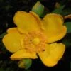 Millepertuis - Hypericum (x) Moserianum -Promesse de fleurs Magasin Hypericum x moserianum 84106 1