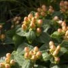 Hypericum Inodorum Magical Pumpkin - Millepertuis -Promesse de fleurs Magasin Hypericum inodorum Magical Pumpkin 85804 1