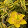 Hypericum (x) Moserianum Little Misstery - Millepertuis De Moser 1 Hypericum (x) Moserianum Little Misstery - Millepertuis De Moser -Promesse de fleurs Magasin Hypericum x moserianum Little Misstery Millepertuis de Moser 16335 1