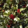 Houx Commun - Ilex Aquifolium Alaska 1 Houx Commun - Ilex Aquifolium Alaska -Promesse de fleurs Magasin Ilex aquifolium Alaska 7850 1