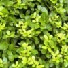 Houx Crénelé - Ilex Crenata Blondie -Promesse de fleurs Magasin Ilex crenata Blondie 781726 1