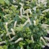 Itea Virginica Scentlandia - Itéa De Virginie -Promesse de fleurs Magasin Itea virginica Scentlandia 87093 1