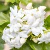 Jasmin D'Arabie - Jasminum Sambac -Promesse de fleurs Magasin Jasminum sambac copyright 85671111 1