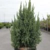 Genévrier écailleux - Juniperus Squamata Loderi -Promesse de fleurs Magasin Juniperus squamata Loderi 84122 1