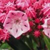 Kalmia Latifolia Ewa - Laurier Des Montagnes Rose Pâle Veiné De Pourpre -Promesse de fleurs Magasin Kalmia latifolia Ewa 781988 1