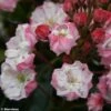 Kalmia Latifolia Madeline - Laurier Des Montagnes Double, Rose Pâle -Promesse de fleurs Magasin Kalmia latifolia Madeline 781982 1