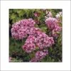 Kalmia Latifolia Otsbo Red - Laurier Des Montagnes Rouge Et Rose Vif. 2 Kalmia Latifolia Otsbo Red - Laurier Des Montagnes Rouge Et Rose Vif. -Promesse de fleurs Magasin Kalmia latifolia Ostbo Red 83153 1