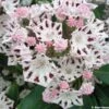 Kalmia Latifolia Windrose - Laurier Des Montagnes Blanc Et Brun Pourpré 2 Kalmia Latifolia Windrose - Laurier Des Montagnes Blanc Et Brun Pourpré -Promesse de fleurs Magasin Kalmia latifolia Windrose 781991 1