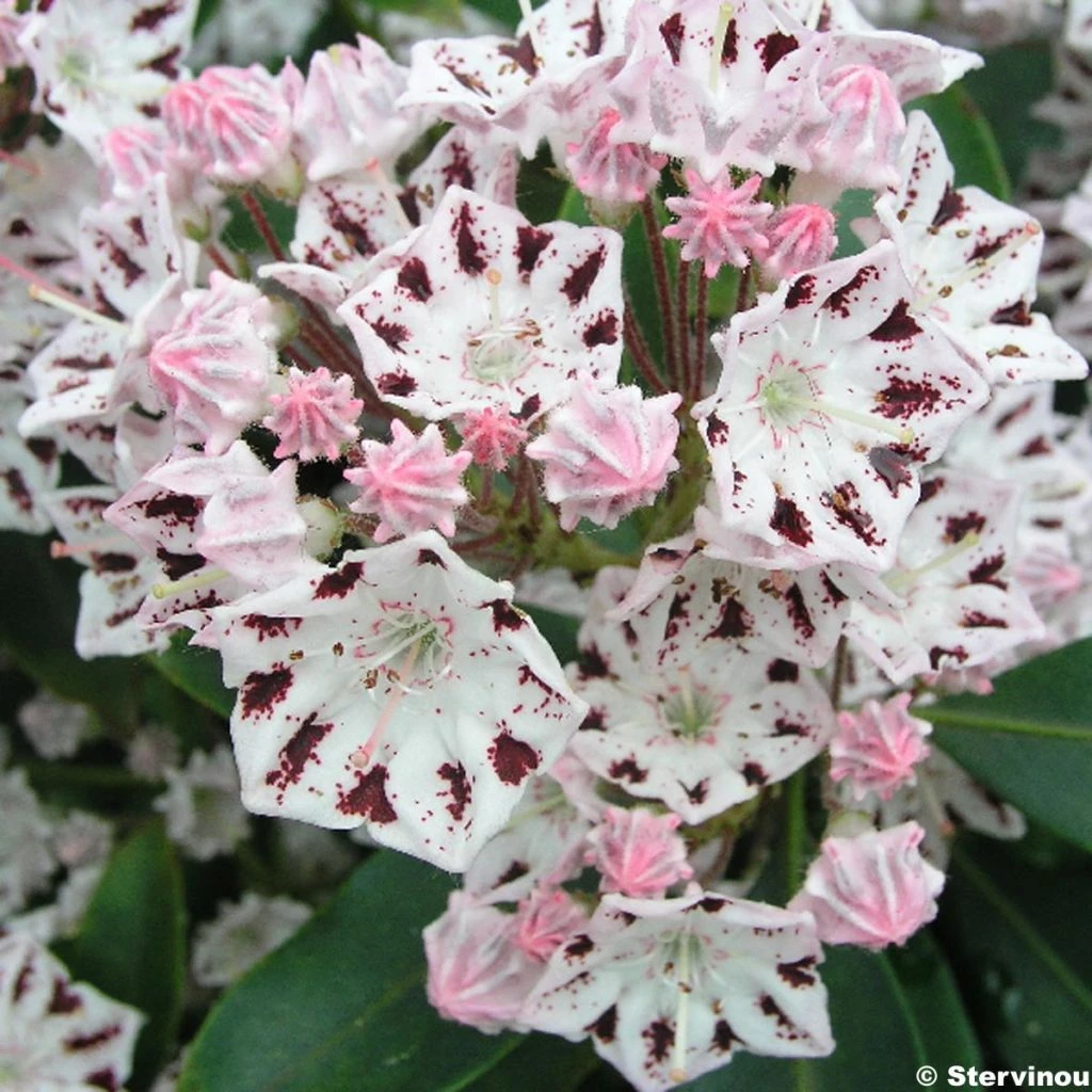 Kalmia Latifolia Windrose - Laurier Des Montagnes Blanc Et Brun Pourpré 3 Kalmia Latifolia Windrose - Laurier Des Montagnes Blanc Et Brun Pourpré