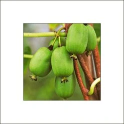 Kiwi Arguta Vitikiwi - Kiwaï