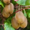Kiwi Autofertile Boskoop - Actinidia Deliciosa 2 Kiwi Autofertile Boskoop - Actinidia Deliciosa -Promesse de fleurs Magasin Kiwi autofertile Boskoop Actinidia deliciosa copyright 1003541 1