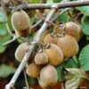 Kiwi Solissimo Bio - Actinidia Deliciosa 2 Kiwi Solissimo Bio - Actinidia Deliciosa -Promesse de fleurs Magasin Kiwi autofertile Solissimo IF 16414 1