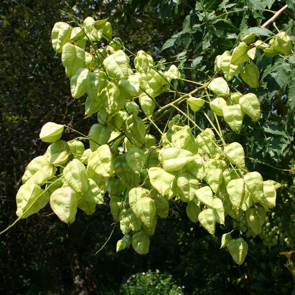 Koelreuteria Paniculata - Savonnier De Chine 3 Koelreuteria Paniculata - Savonnier De Chine