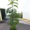 Savonnier Orange - Koelreuteria Paniculata Coral Sun 1 Savonnier Orange - Koelreuteria Paniculata Coral Sun -Promesse de fleurs Magasin Koelreuteria paniculata Coral Sun 9594 1
