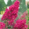 Lagerstroemia Indica Summer Charm Tonto - Lilas Des Indes -Promesse de fleurs Magasin LAGERSTROEMIA TONTO 781738 1