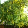 Laburnum Watereri Vossii - Cytise Pluie D'or -Promesse de fleurs Magasin Laburnum watereri Vossii 781640 1