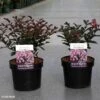 Lagerstroemia Indica Coral Magic - Lilas Des Indes 1 Lagerstroemia Indica Coral Magic - Lilas Des Indes -Promesse de fleurs Magasin Lagerstroemia indica Coral Magic 87394 1