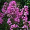 Lagerstroemia Indica Jeanne Desmartis - Lilas Des Indes -Promesse de fleurs Magasin Lagerstroemia indica Jeanne Desmartis 87455 1