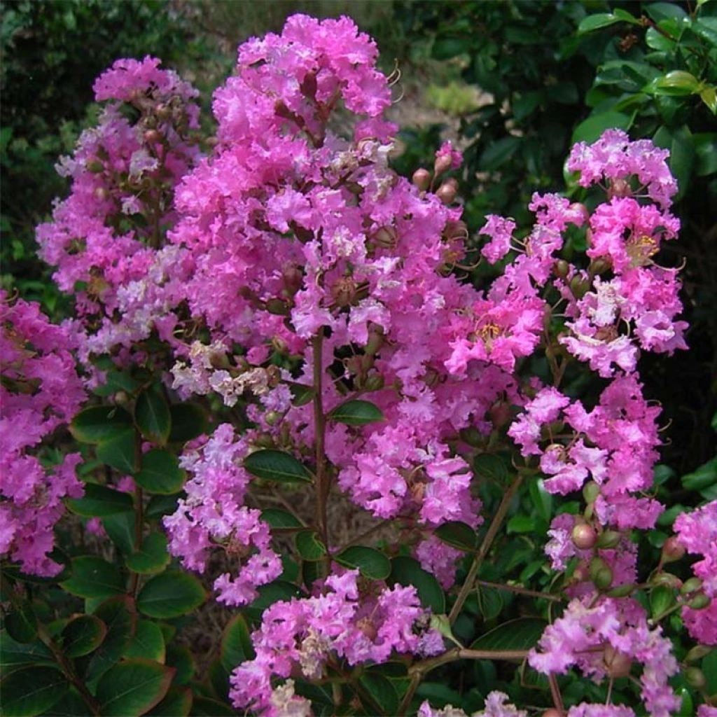 Lagerstroemia Indica Jeanne Desmartis - Lilas Des Indes 3 Lagerstroemia Indica Jeanne Desmartis - Lilas Des Indes