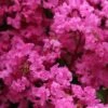 Lagerstroemia Indica La Mousson - Lilas Des Indes -Promesse de fleurs Magasin Lagerstroemia indica La Mousson 87456 1