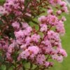 Lagerstroemia Indica Pink Grand Sud - Lilas Des Indes 2 Lagerstroemia Indica Pink Grand Sud - Lilas Des Indes -Promesse de fleurs Magasin Lagerstroemia indica Pink Grand Sud 83598 1 1