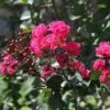 Lagerstroemia Indica Pink Velours - Lilas Des Indes -Promesse de fleurs Magasin Lagerstroemia indica Pink Velours ld JimthePhotographer 781735 1