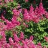 Lagerstroemia Indica Rose Fuchsia - Lilas Des Indes 1 Lagerstroemia Indica Rose Fuchsia - Lilas Des Indes -Promesse de fleurs Magasin Lagerstroemia indica Rose Fuchsia 87443 1