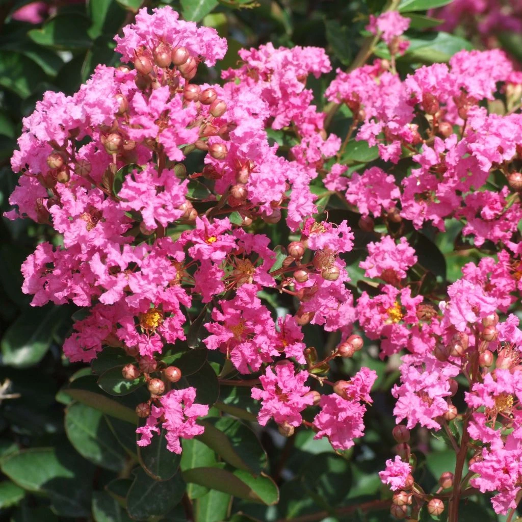 Lagerstroemia Indica Rose Indien - Lilas Des Indes 3 Lagerstroemia Indica Rose Indien - Lilas Des Indes