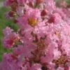 Lagerstroemia Indica Rose Thé - Lilas Des Indes 1 Lagerstroemia Indica Rose Thé - Lilas Des Indes -Promesse de fleurs Magasin Lagerstroemia indica Rose The 87445 1