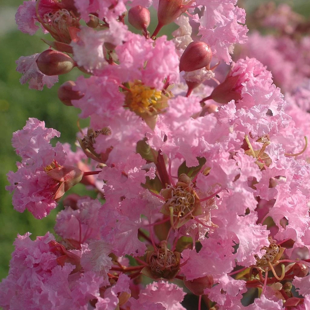 Lagerstroemia Indica Rose Thé - Lilas Des Indes 3 Lagerstroemia Indica Rose Thé - Lilas Des Indes