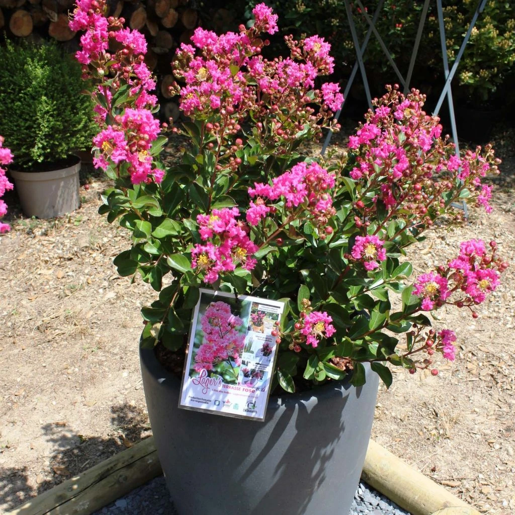 Lagerstroemia Indica Terrasse Rose - Lilas Des Indes 3 Lagerstroemia Indica Terrasse Rose - Lilas Des Indes