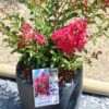 Lagerstroemia Indica Terrasse Rouge - Lilas Des Indes -Promesse de fleurs Magasin Lagerstroemia indica Terrasse Rouge 87451 1